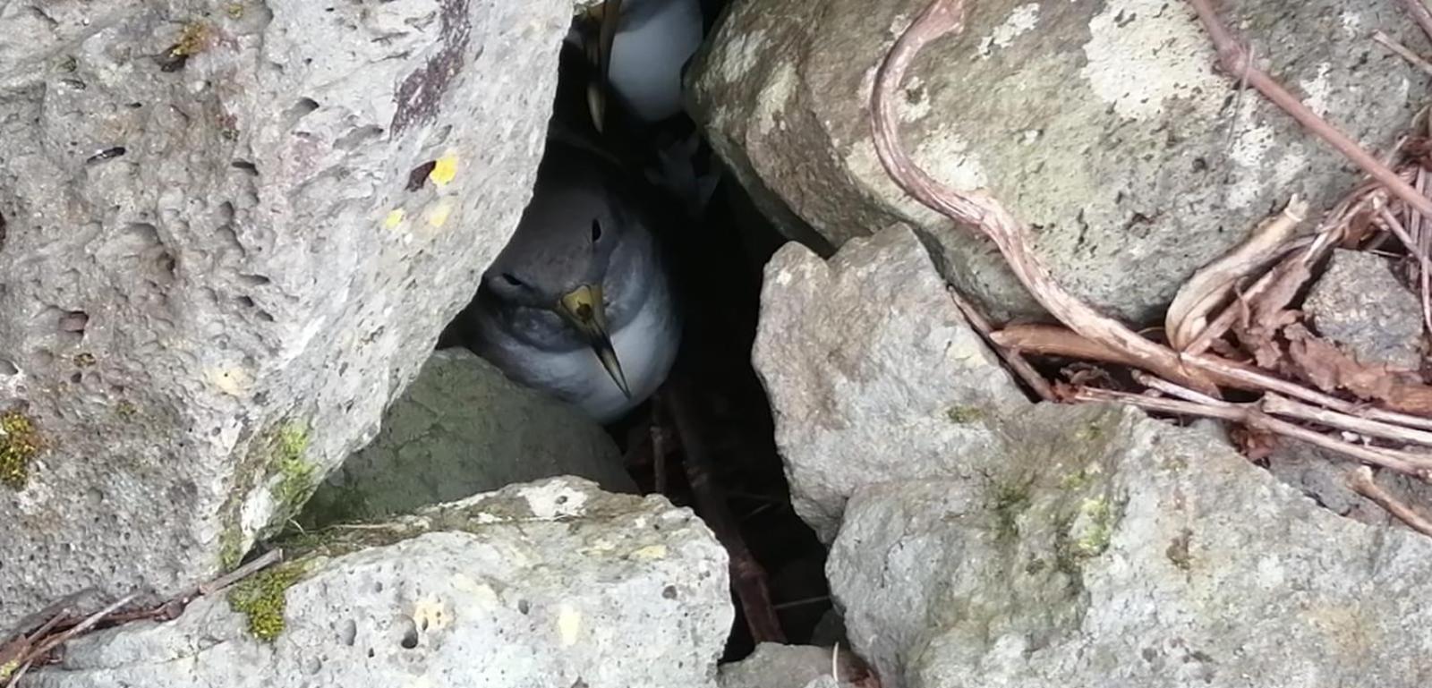 Vistalinda Farmhouse Faja dos Vimes Eksteriør bilde